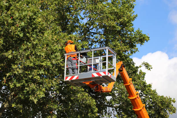 Best Tree Health Inspection  in Agua Dulce, CA