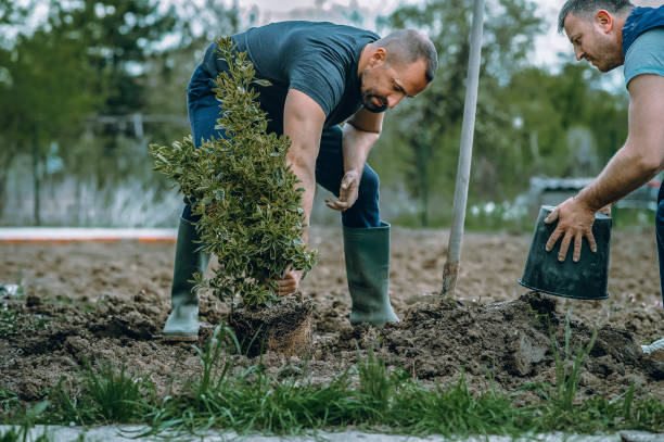 Best Tree Maintenance Programs  in Agua Dulce, CA