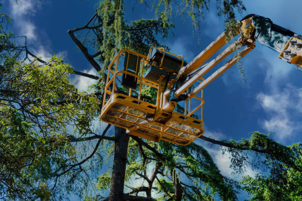 Best Tree Risk Assessment  in Agua Dulce, CA