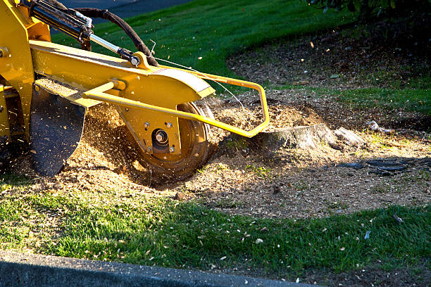 Professional Tree Services in Agua Dulce, CA